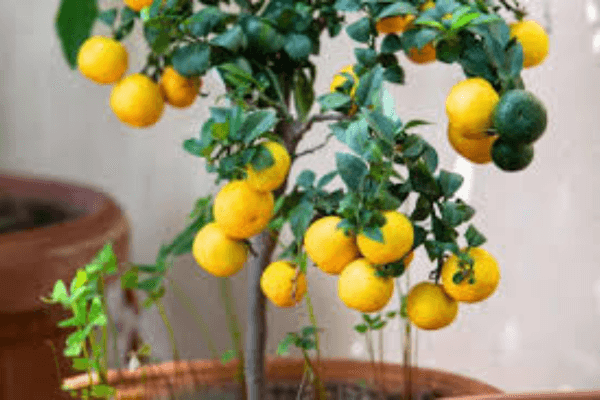 O Guia Completo para Cultivar Frutas Frescas em Varandas e Pequenos Espaços