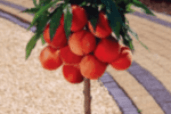 Pomar de Sombras 5 Frutas Exóticas para Cultivar em Vasos