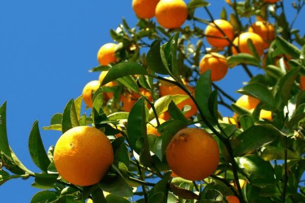 A Revolução do Sabor Como Construir Seu Mini Pomar Orgânico e Colher Autonomia Alimentar