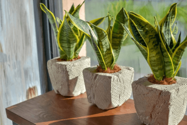 Como Transformar Seus Pequenos Espaços em Refúgios Verdes com Plantas Ornamentais