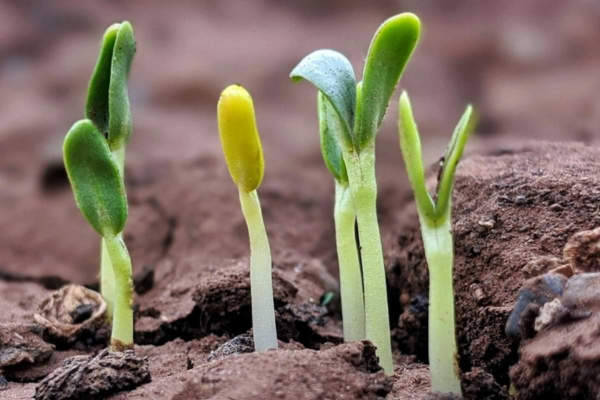 Soluções ecológicas para cuidar das plantas no dia a dia