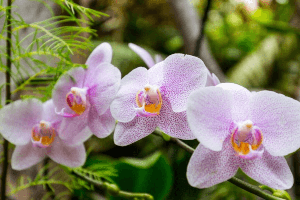 Guia Definitivo para Fazer Sua Orquídea Cattleya Florescer em Casa