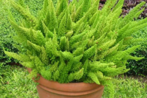 Plantas ideais para quem não tem tempo de cuidar