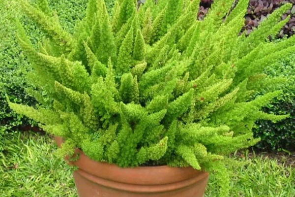 Plantas ideais para quem não tem tempo de cuidar