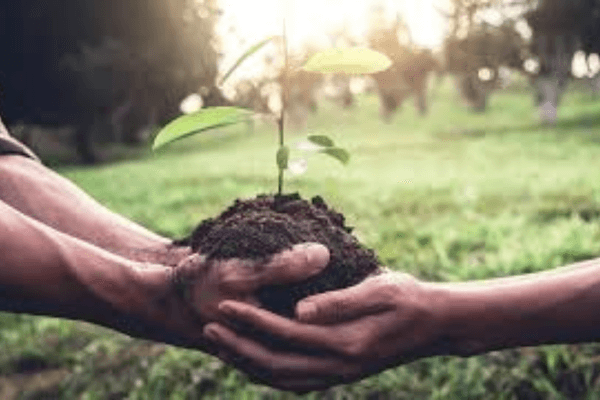 A Sustentabilidade Não Mora no Luxo Como Adotar Práticas Ecológicas de Custo Zero