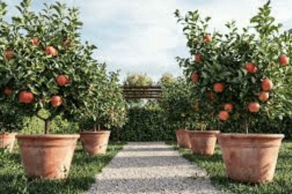 O Pomar Compacto Guia Prático para Cultivar e Colher Frutas em Vasos na Primavera do Sudeste