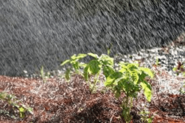 7 Estratégias Essenciais para Economizar Água em Varandas e Hortas Urbanas