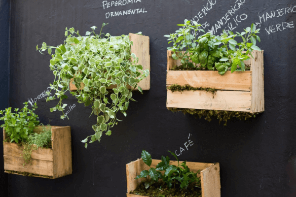 Como Montar um Jardim de Ervas na Cozinha para Frescor Imediato