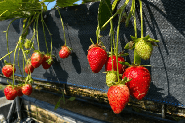 O Segredo da Horta Suspensa Guia Prático para Cultivar Morangos em Vasos