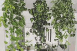 Combinações de plantas que deixam qualquer ambiente elegante