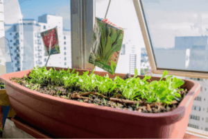 Como cultivar alimentos frescos em apartamentos pequenos