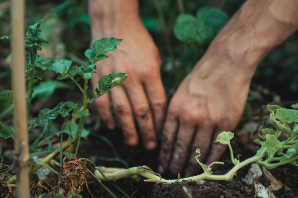 O Despertar da Sustentabilidade Transformando o Lar no Centro da Mudança Global