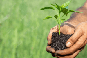 Técnicas simples de cultivo sustentável para iniciantes