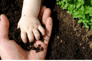 Técnicas naturais para manter o solo sempre fértil