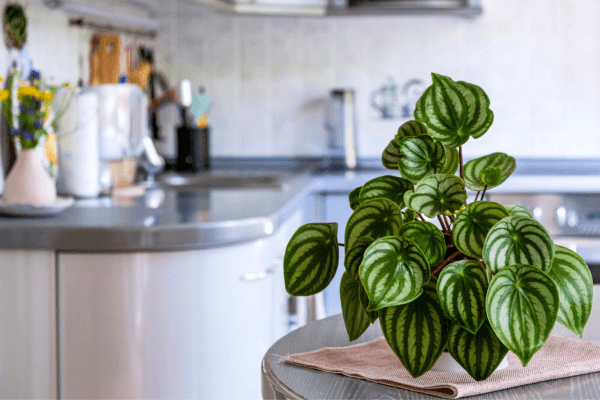 Como usar plantas para deixar a casa mais fresca naturalmente