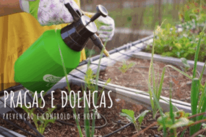 Soluções simples para pragas comuns em hortas domésticas