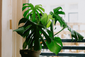 Como Cultivar seu Próprio Jardim de Temperos na Janela da Cozinha