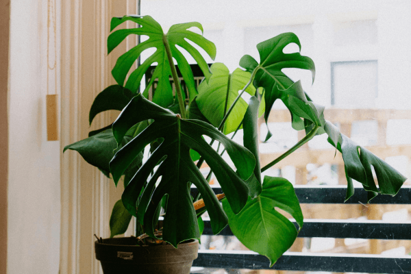 Como Cultivar seu Próprio Jardim de Temperos na Janela da Cozinha