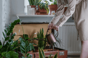 O Reuso Seguro de Água no Cultivo Doméstico