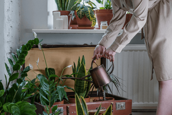 O Reuso Seguro de Água no Cultivo Doméstico