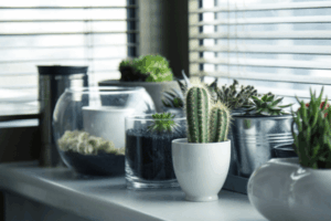 O erro comum na decoração com plantas que deixa sua casa “bagunçada”