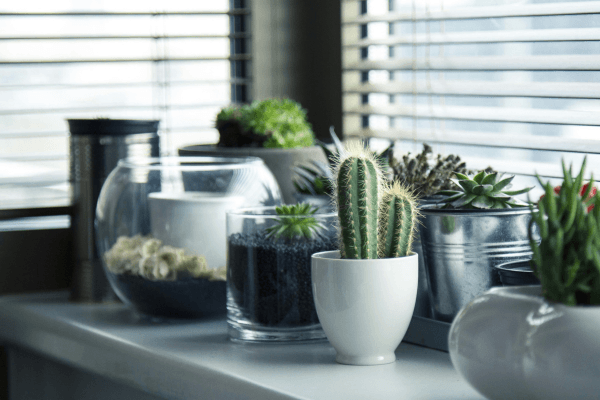 O erro comum na decoração com plantas que deixa sua casa “bagunçada”